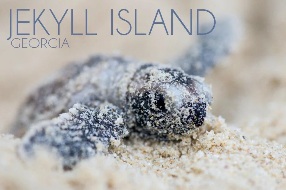 for Jigsaw Hawksbill Puzzle (19x27 USA) Georgia, 500 and in Adults Made Family, Premium Turtle Piece Island, inches, Jekyll Hatching